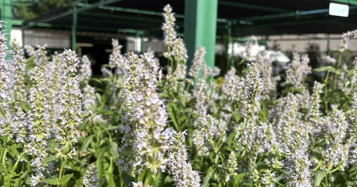 Texas native plants flowering on nursery benches at Land Care Garden Center in Flower Mound