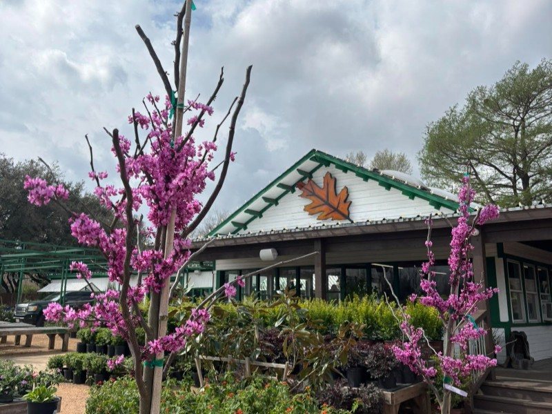 Redbud trees in bloom in front of the Land Care Garden Center storefront