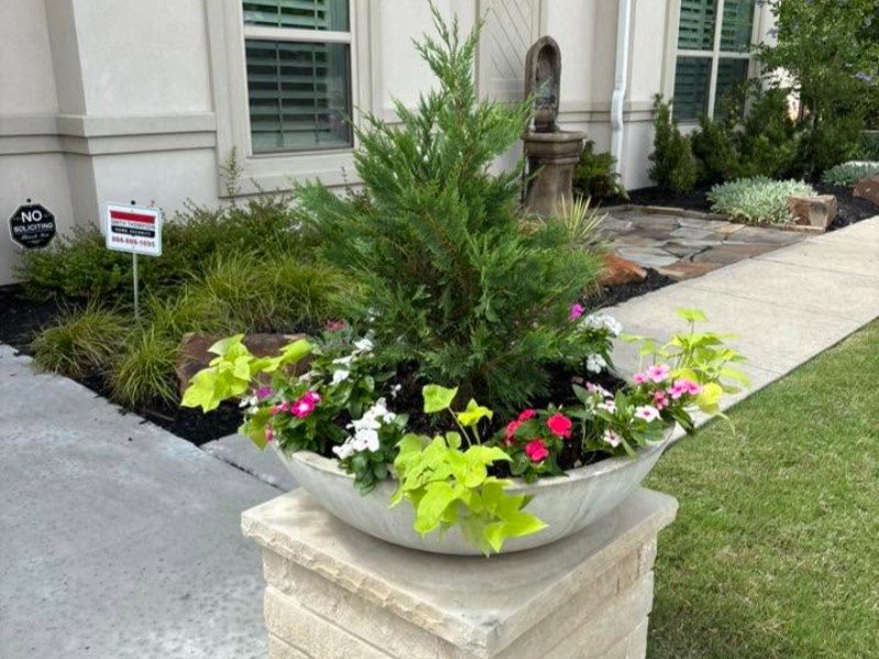 A planted container bowl with an evergreen centerpiece and bright annual color
