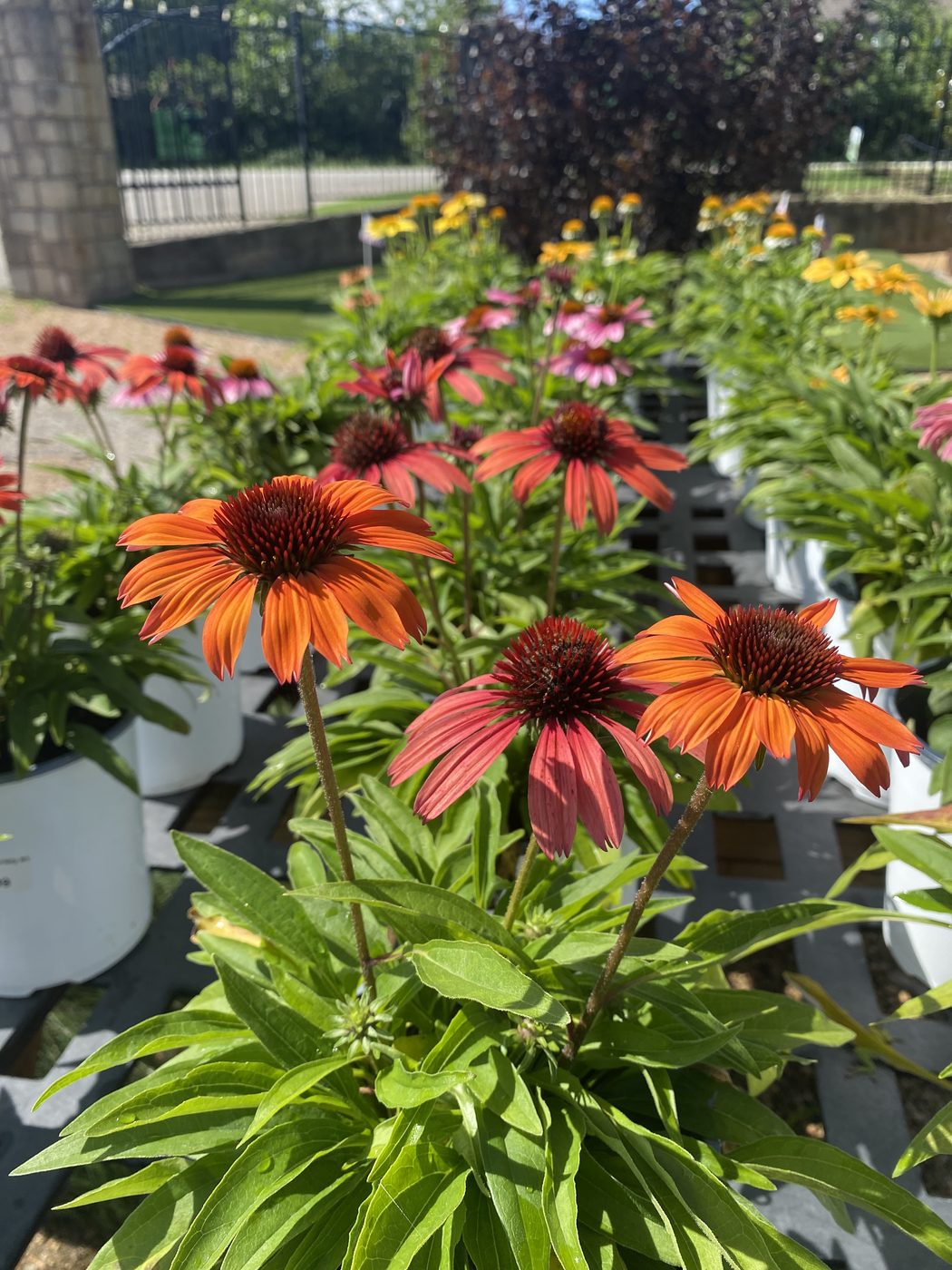 Orange and pink coneflowers in bloom at Land Care Garden Center