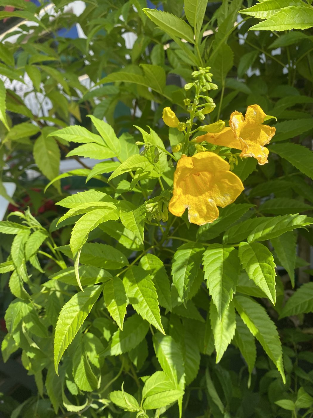 Yellow esperanza (Tecoma stans) blooms at Land Care Garden Center