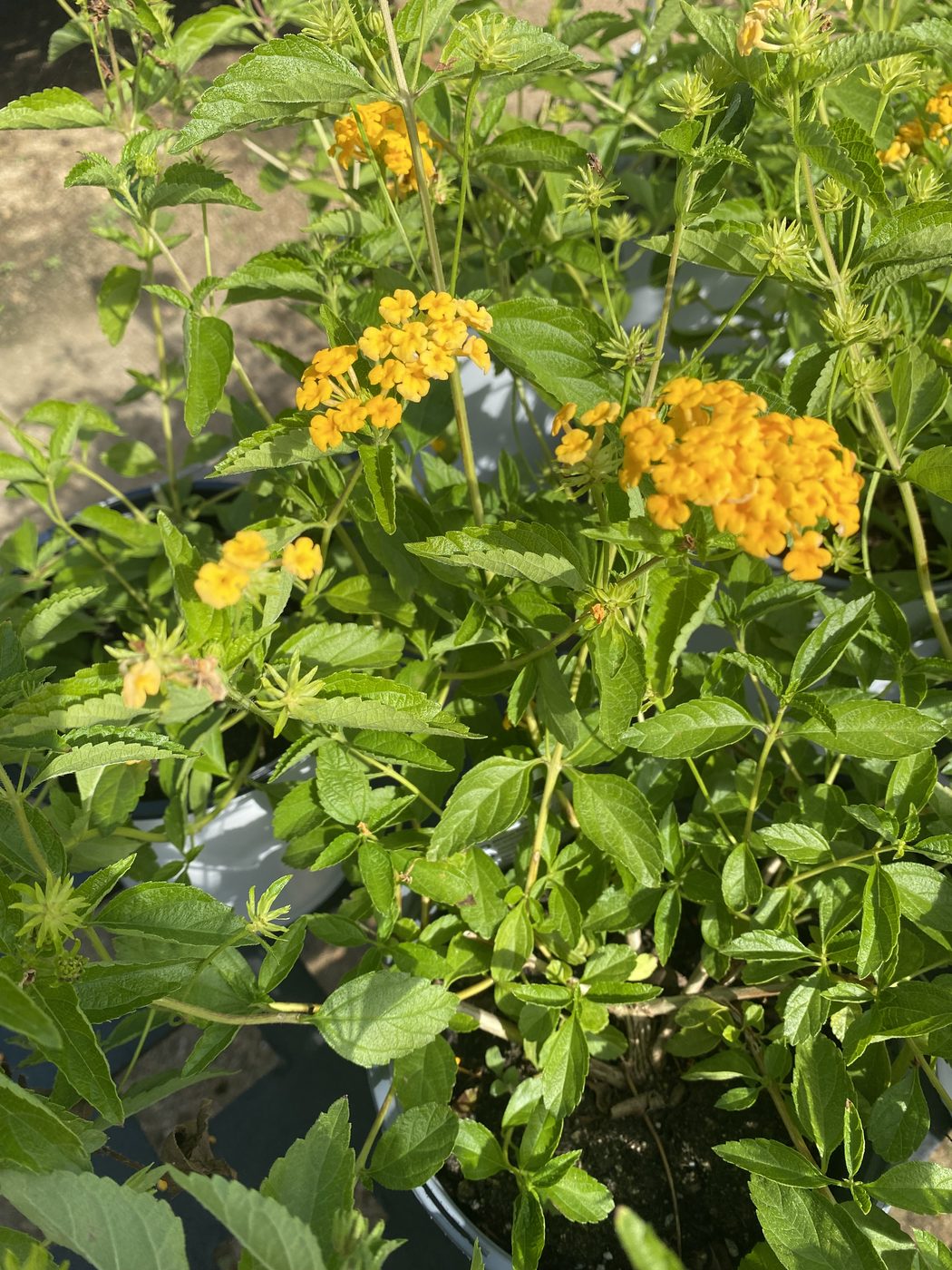 Gold and orange lantana in bloom at Land Care Garden Center