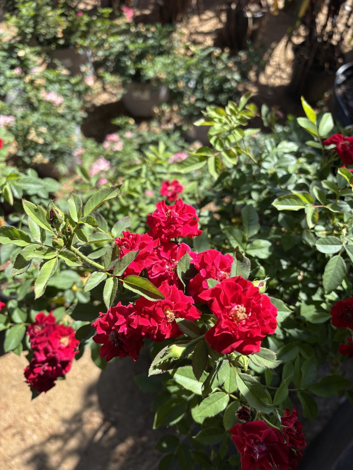 Red drift roses in full bloom in the rose section at Land Care Garden Center