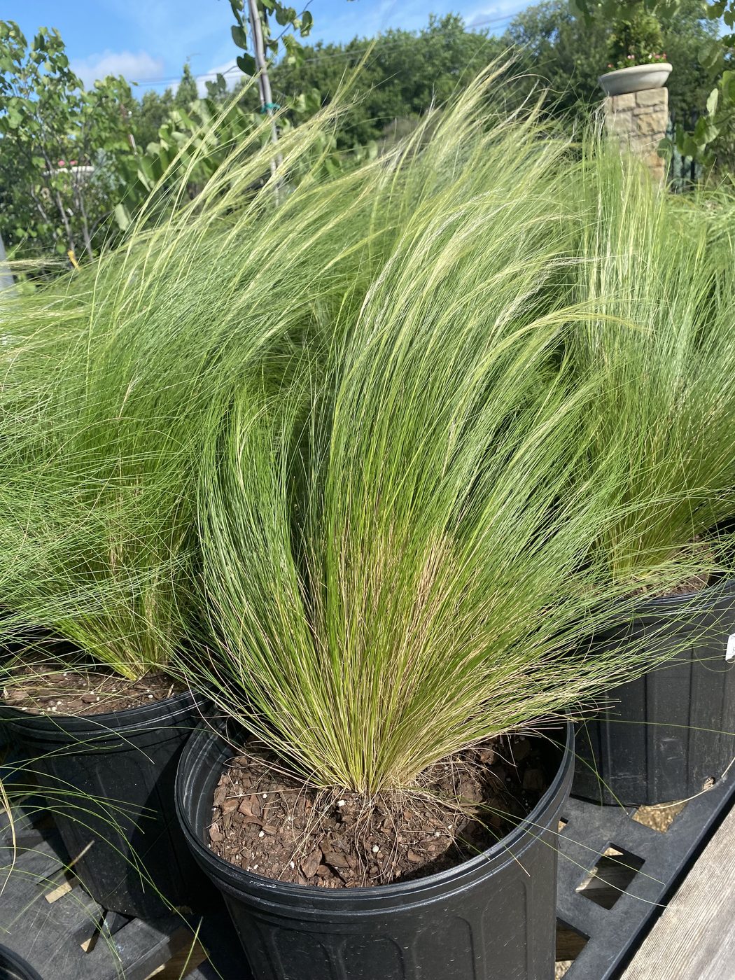 Mexican feather grass in nursery pots at Land Care Garden Center