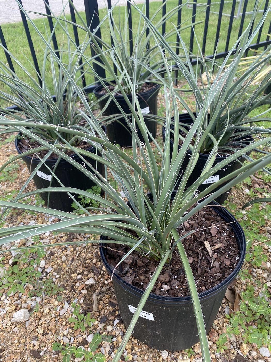 Red yucca (Hesperaloe) in nursery pots at Land Care Garden Center