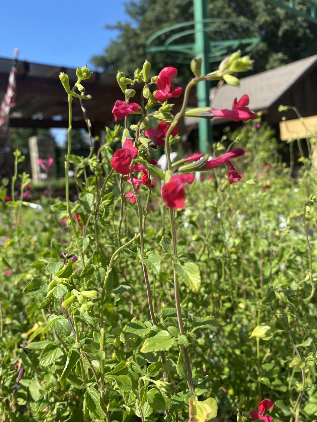 Autumn sage (Salvia greggii) in red bloom at Land Care Garden Center