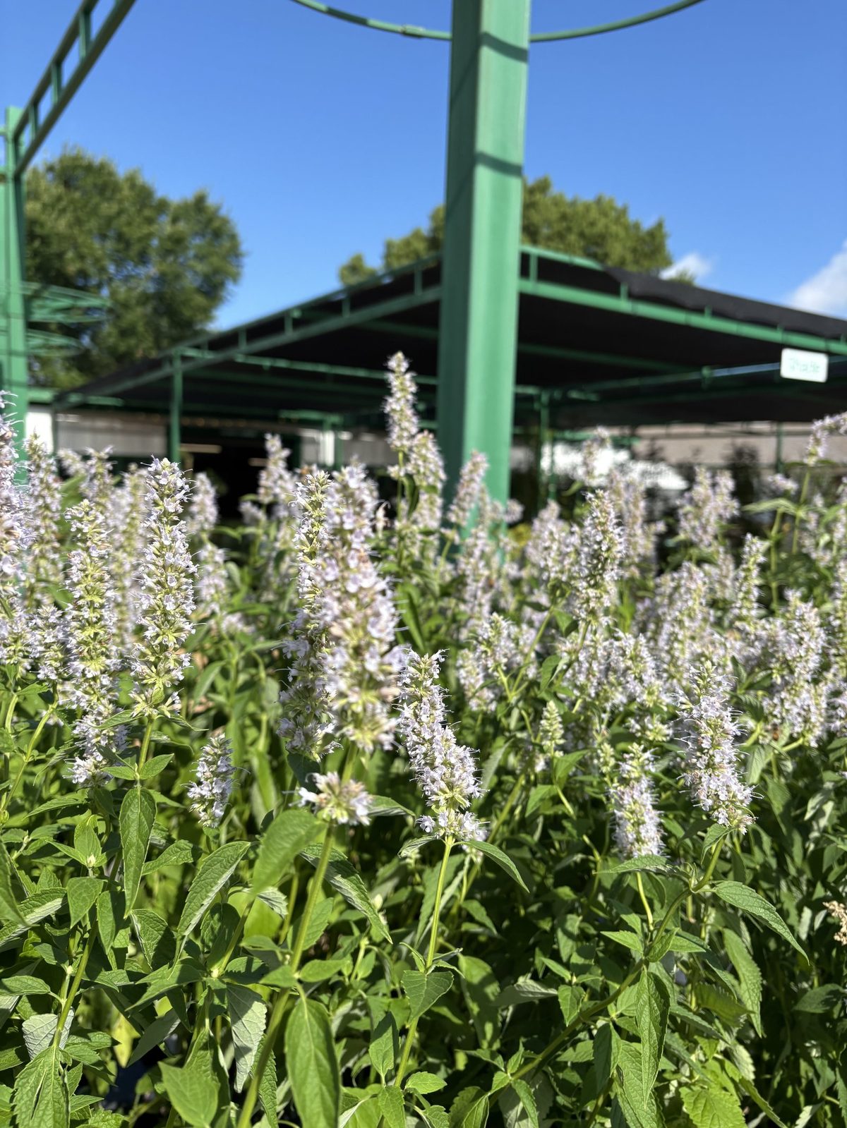 Perennial benches under the shade structure at Land Care Garden Center, with agastache blooming up front