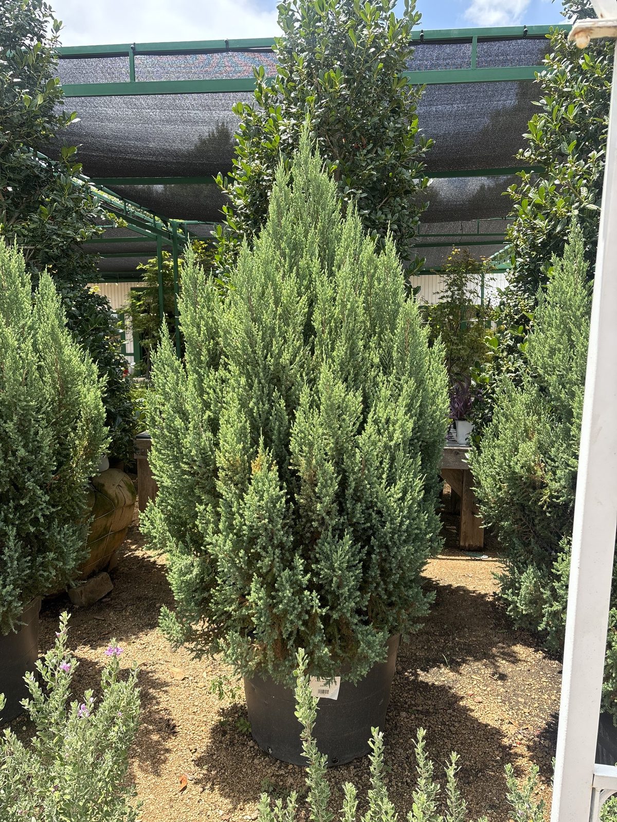Rows of container evergreens and shrubs in the tree and shrub section of the Land Care Garden Center yard