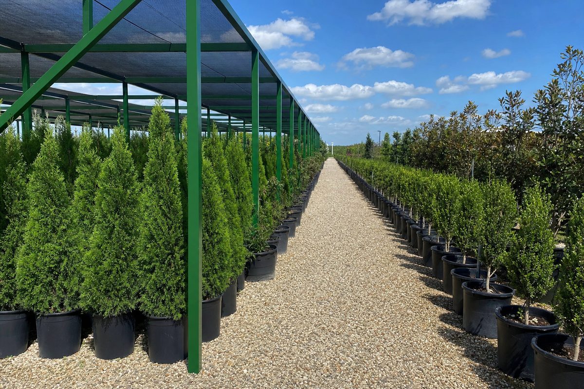 Long rows of uniform container evergreens along a gravel aisle